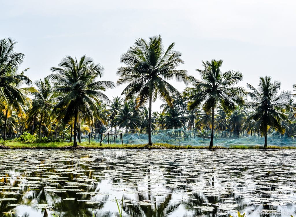 Kollam village backwater tour Kerala munroe island offbeat kollam backwaters, kollam india, kollam kerala
