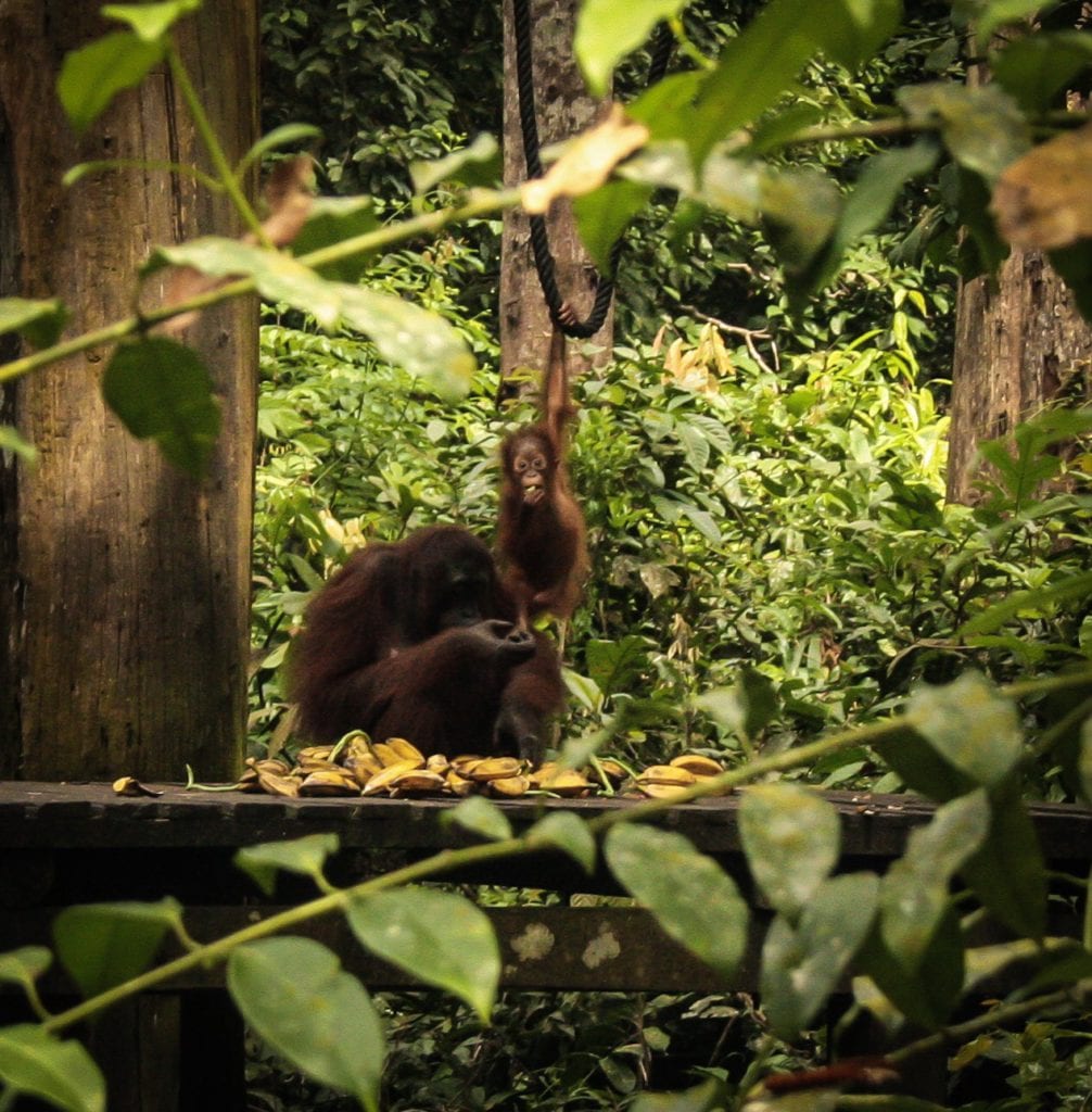 orangutans in borneo, unique bucket list ideas, cool bucket list ideas
