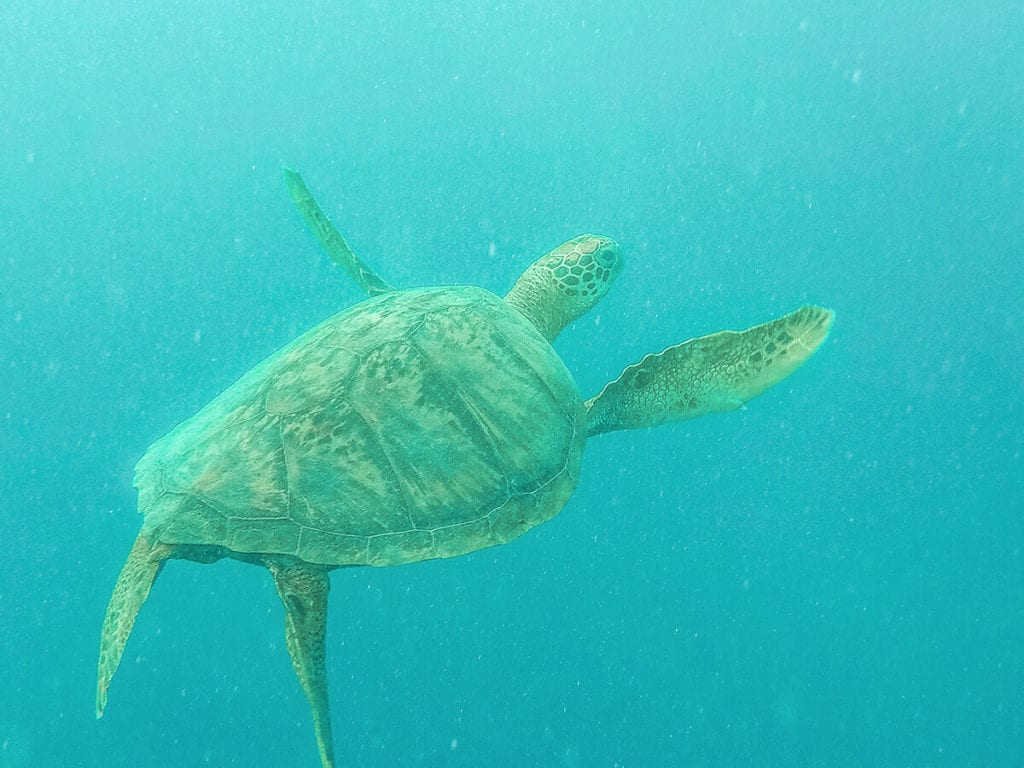 Swimming With Turtles In Rarotonga,unique bucket list ideas, cool bucket list ideas
