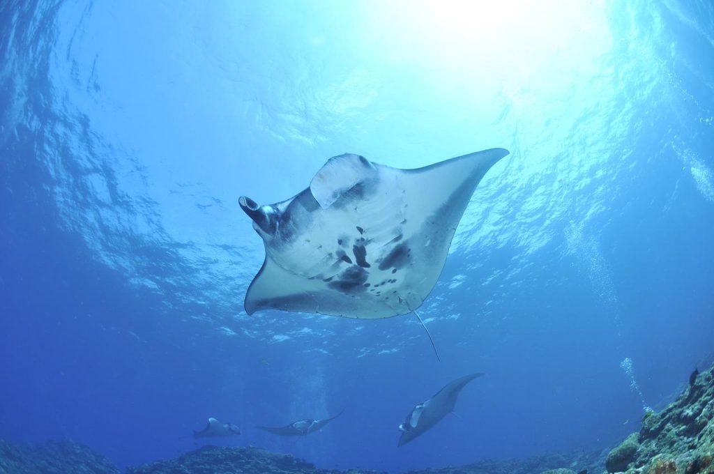 manta rays at Aravind's Wall - one of the best dive sites in Pondicherry