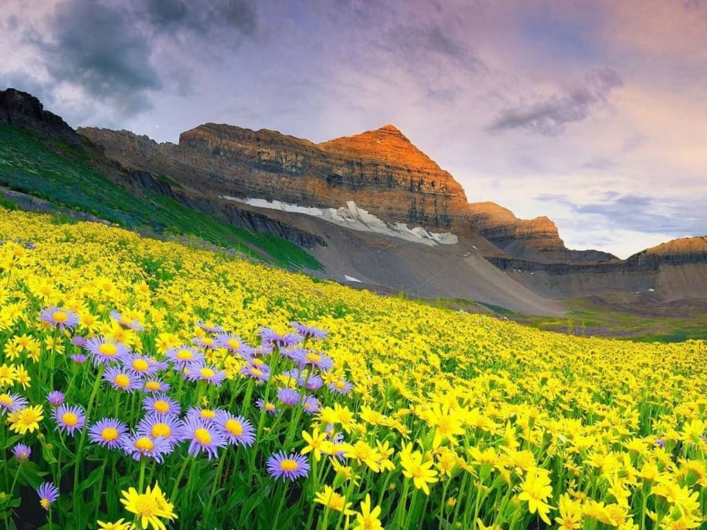 valley of flowers uttarakhand