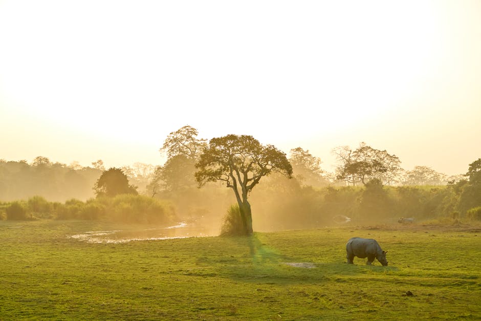 A rhinoceros grazes under the golden hour light in Kaziranga National Park, India.